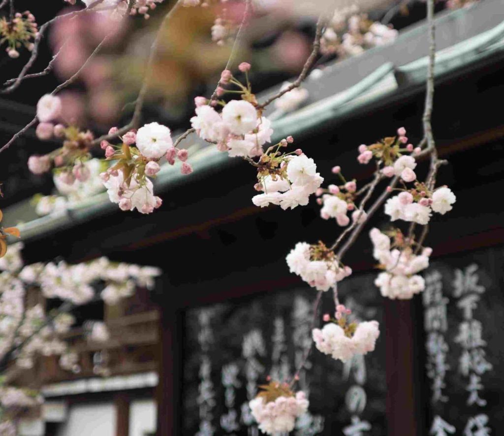 Fiori di ciliegio e scritte giapponesi: il paese del sol levante è maestro nel fare budgeting con i contanti