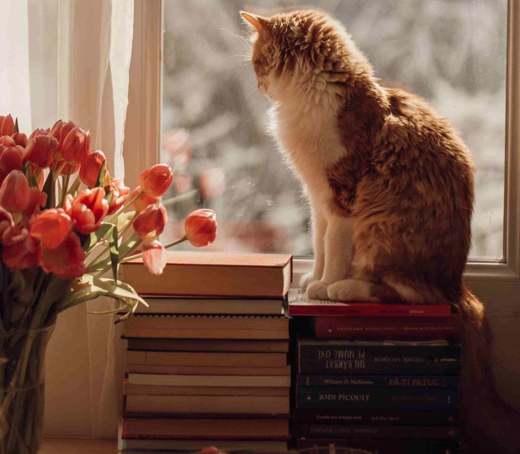 Bel gattone bianco e rosso comodamente accucciato su una pila di libri che guarda fuori dalla finestra, crea spese da inserire nel tuo budget